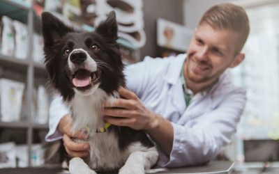 Diseño web profesional para negocios de cuidado de mascotas