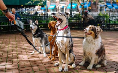 Diseño web profesional para paseadores de perros