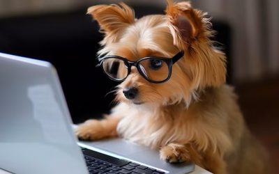 Estrategias SEO profesionales para petshops en Bogotá